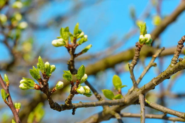 Blommande blomknoppar på ett ung körsbärsträd. — Stockfoto