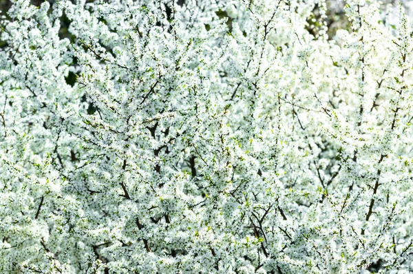 Un día soleado, ramas llenas de pequeñas flores blancas, un cerezo floreciente . —  Fotos de Stock