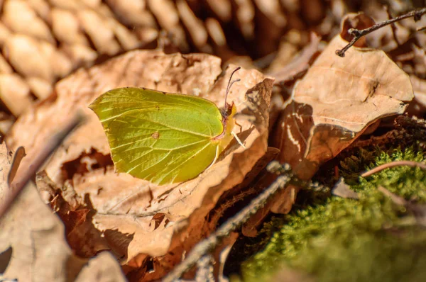 녹색 나비 숲에서 맑은 날에는 마른 잎에 앉아. — 스톡 사진