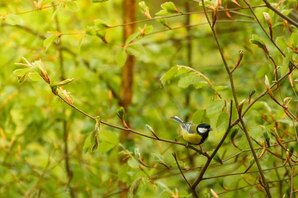 Отдыхающая птица, самец сисек, сидящий на молодых ветвях дерева . — стоковое фото