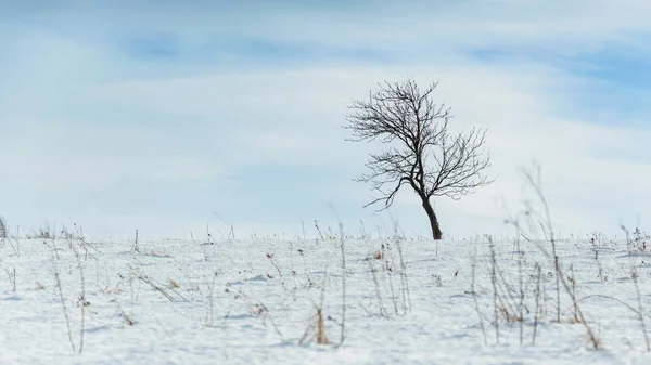 Paesaggio invernale in una giornata di sole in collina . — Foto Stock