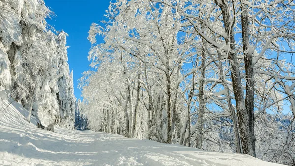 Polský zimní krajina v horách, zasněžené stromy a silnice. — Stock fotografie
