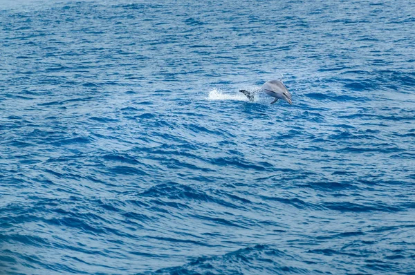 Korfu, Delfin hoppar över vågorna i havet. — Stockfoto