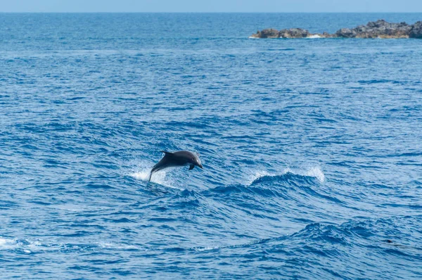 Korfu, Delfin hoppar över vågorna i havet. — Stockfoto