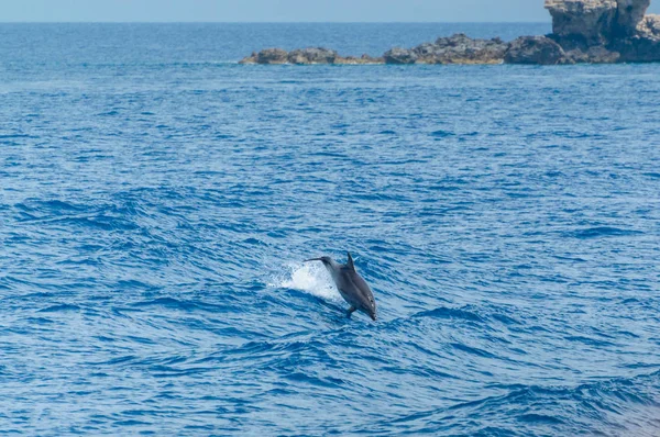 Korfu, Delfin springt über die Wellen im Meer. — Stockfoto