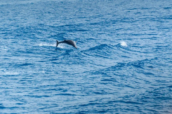 Korfu, Dolphin skacze nad falami w morzu. — Zdjęcie stockowe