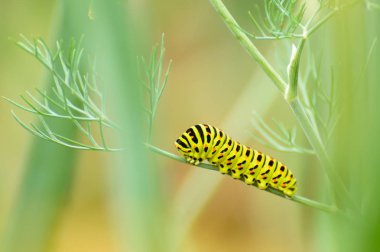 Kırlangıç kuyruk kelebeği, Papilio maçaon yeşil yaprak tırmanıyor.