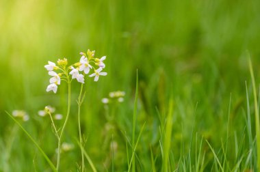  Yazın ortasında yeşil bir çayırda bir çekirge