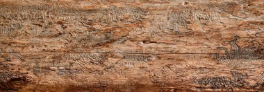 Çok sayıda kanal kabuğu böcekleri, enfekte bir ağaç tarafından bir ağaç içioyulmuş.