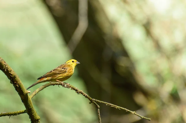 Eine männliche Meise, die auf einem trockenen Ast im Wald hockt. — Stockfoto