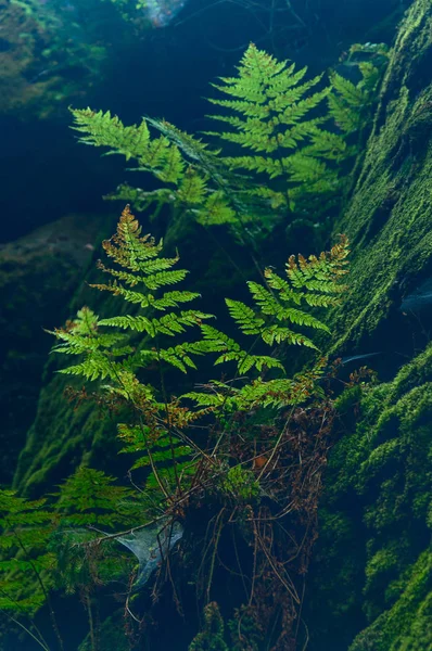 Fern growing in the gap between the rocks covered with green moss.