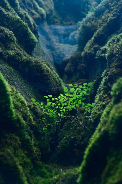 En ung buske växer i gapet mellan stenar täckta med grön mossa. — Stockfoto