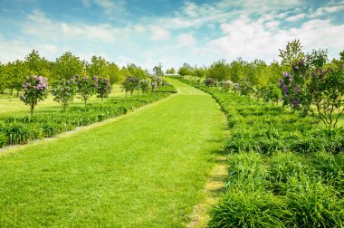 A green alley to the top of the hill, along with blooming lilacs and plants.