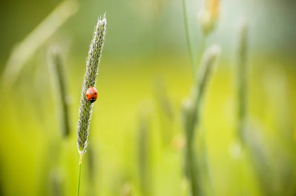 La mariquita roja trepa sobre una brizna de hierba . — Foto de Stock