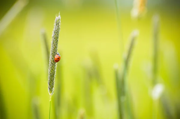 赤いレディーバードは草の刃の上に登る. — ストック写真
