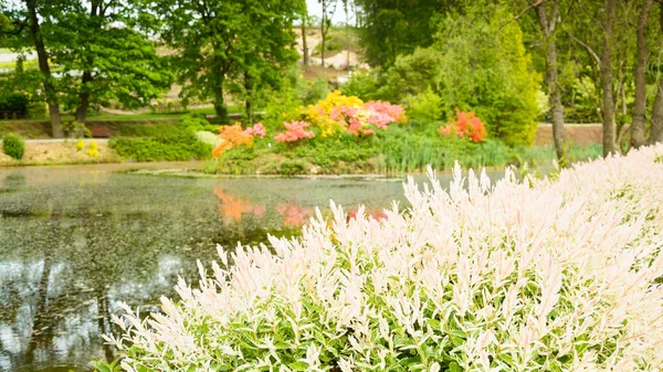 White flowers on the banks of the pond with an island in the Wojslawice arboretum. — Stock Photo, Image
