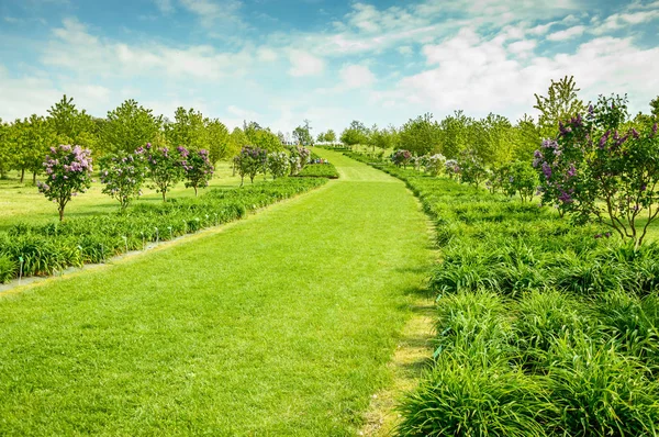 A green alley to the top of the hill, along with blooming lilacs and plants. — Stock Photo, Image