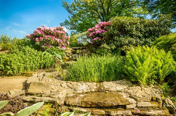 Rododendro florescendo no caminho de pedra em Wojslawice Arboretum . — Fotografia de Stock