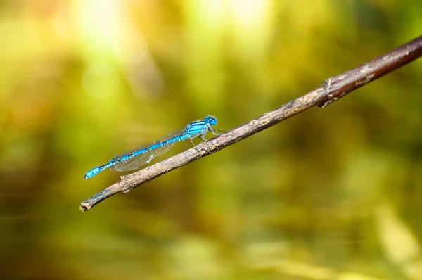 優雅なオオカミ、湖の岸の棒の上に休んで青いトンボ. — ストック写真