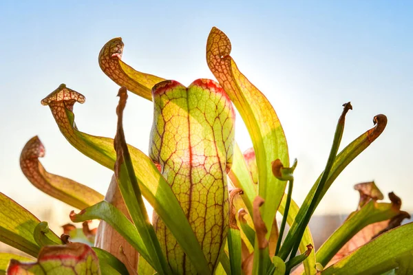 Κουλουριασμένο Εντομοφάγο Φυτό Πλευρικά Νεύρα Ηλιοφωτισμένο Θέα Από Κάτω Μέρος — Φωτογραφία Αρχείου