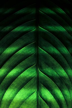 Spatthiphyllum, yeşil yaprak, yanal sinir ve ana sinir. Yaprak, yaz yağmuru damlalarıyla hafifçe ıslanır. Sulu renkte narin bir yapı, yaprak aşağıdan vurgulanıyor..