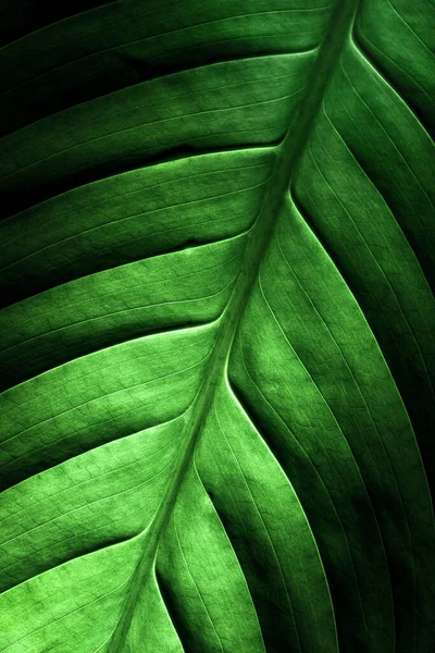 Spatthiphyllum, yeşil yaprak, yanal sinir ve ana sinir. Yaprak, yaz yağmuru damlalarıyla hafifçe ıslanır. Sulu renkte narin bir yapı, yaprak aşağıdan vurgulanıyor..