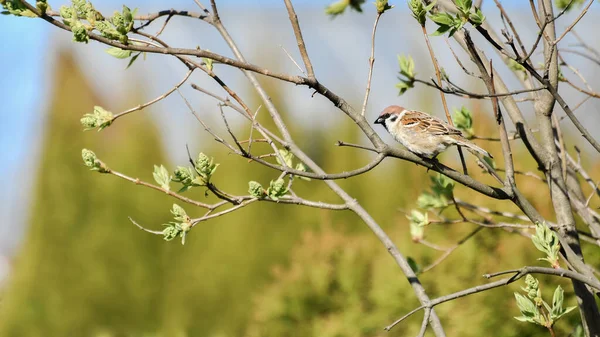 Sparrow Hanedanı Doğal Ortamında Bir Ağaç Dalına Oturmuş Kuş Güneşli — Stok fotoğraf