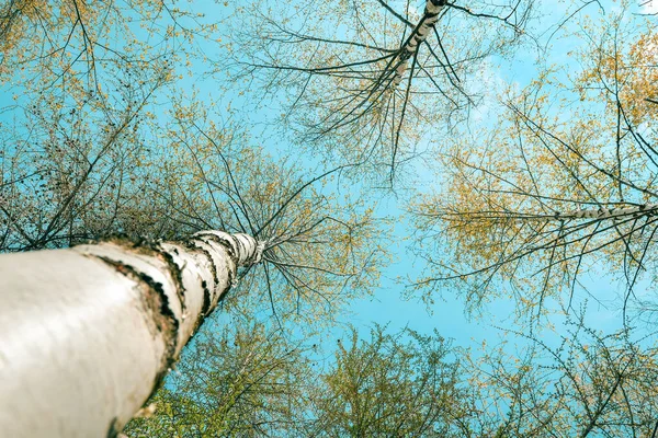 View from the ground on the crowns of deciduous trees. Birch is a common deciduous tree with a high white trunk. Against the background of a clear sky, you can see numerous young branches with leaves.