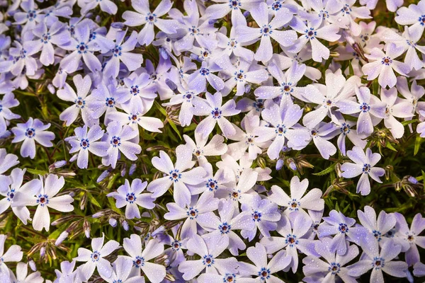 Vysmívající Flox Bílo Modré Květy Orosené Ranní Rosou Malé Rozvinuté — Stock fotografie