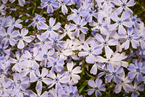 Vysmívající Flox Bílo Modré Květy Orosené Ranní Rosou Malé Rozvinuté — Stock fotografie