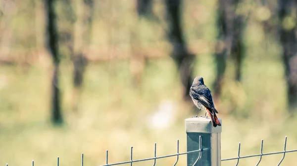 Phoenicurus Ochruros Jonge Kleine Vogel Zit Rust Het Park Een — Stockfoto