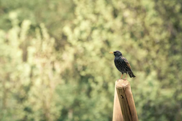 Europen Starling Passarinho Jovem Senta Descansa Parque Fundo Vegetação Verde — Fotografia de Stock