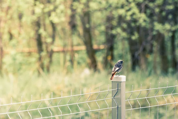 Phönizischer Ochruros Junger Kleiner Vogel Sitzt Und Ruht Park Auf — Stockfoto