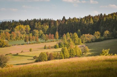 Ormanın kenarındaki tarlaları görmek, güneşli bir gün..