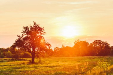 Ağaçların üzerinde turuncu bir günbatımı, güneşli bir çayır..