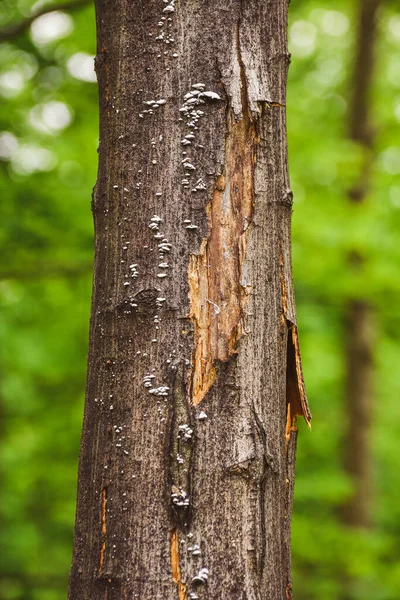 Tronco Albero Ricoperto Piccoli Funghi Bianchi Parassita Sugli Alberi Della — Foto Stock