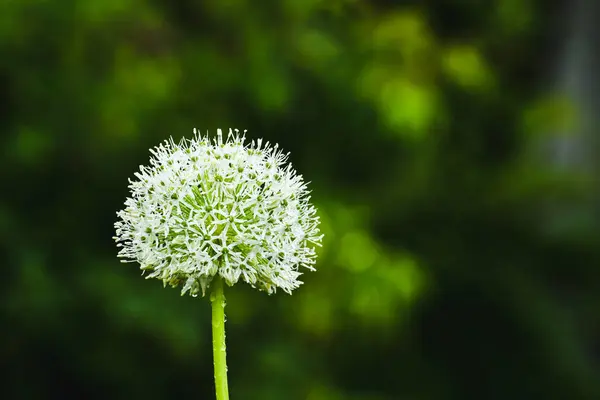 多数の小さな花を持つアリウム 観賞用のニンニクの花序 — ストック写真