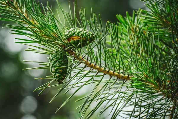 Pinus Sylvestris Green Cones Scots Pine Branch Evergreen Tree — Stock Photo, Image