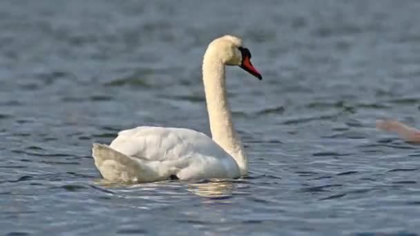 Mute Swan Cygnus Olor Large Water Bird White Plumage Orange — ストック動画