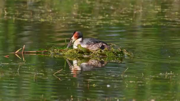 Great Crested Grebe Podiceps Cristatus Large Water Bird Male Mates — Stock Video