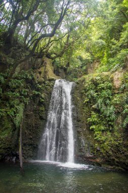 Sao Miguel, Azores, Portekiz 'deki Prego Salto Şelalesi' ni keşfedin..