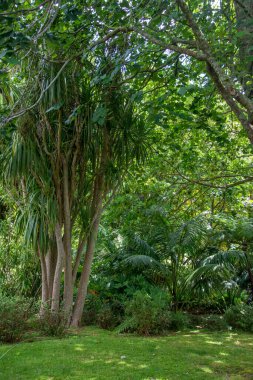 Azores takımadalarında yürüyün. Faial Adası 'nın keşfi, Azores. Portekiz, Horta