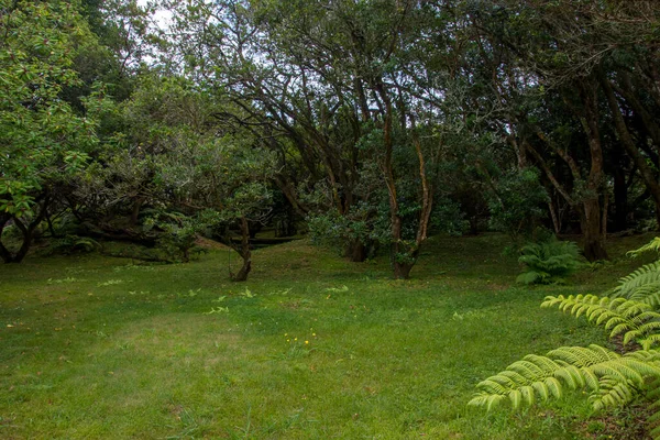 Caminhe Pelo Arquipélago Dos Açores Descoberta Ilha Faial Açores Portugal — Fotografia de Stock