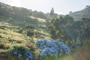 Azores takımadalarında yürüyün. Pico adasının keşfi, Azores. Portekiz. Madalena