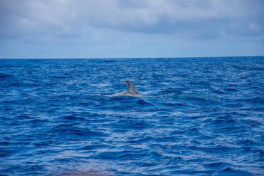 Azores takımadalarında yürüyün. Pico adasının keşfi, Azores. Portekiz. Madalena
