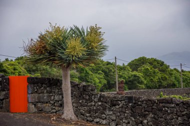 Walk on the Azores archipelago. Discovery of the island of Pico, Azores. Portugal. Madalena clipart