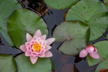 Azores takımadalarında yürüyün. Pico adasının keşfi, Azores. Portekiz. Madalena