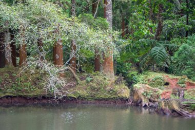 Azores takımadalarında yürüyün. Azores, Sao Jorge adasının keşfi. Portekiz, Velas