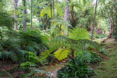 Azores takımadalarında yürüyün. Azores, Sao Miguel adasının keşfi. Portekiz. Fırınlar