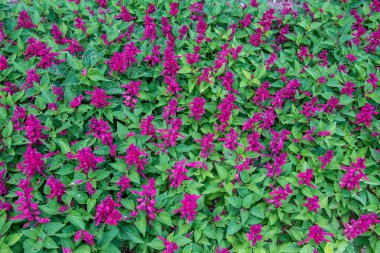 Azores takımadalarında yürüyün. Azores, Sao Miguel adasının keşfi. Portekiz. Fırınlar